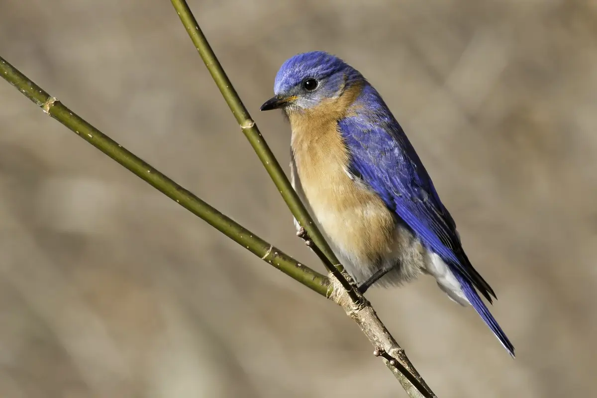 Eastern bluebird
