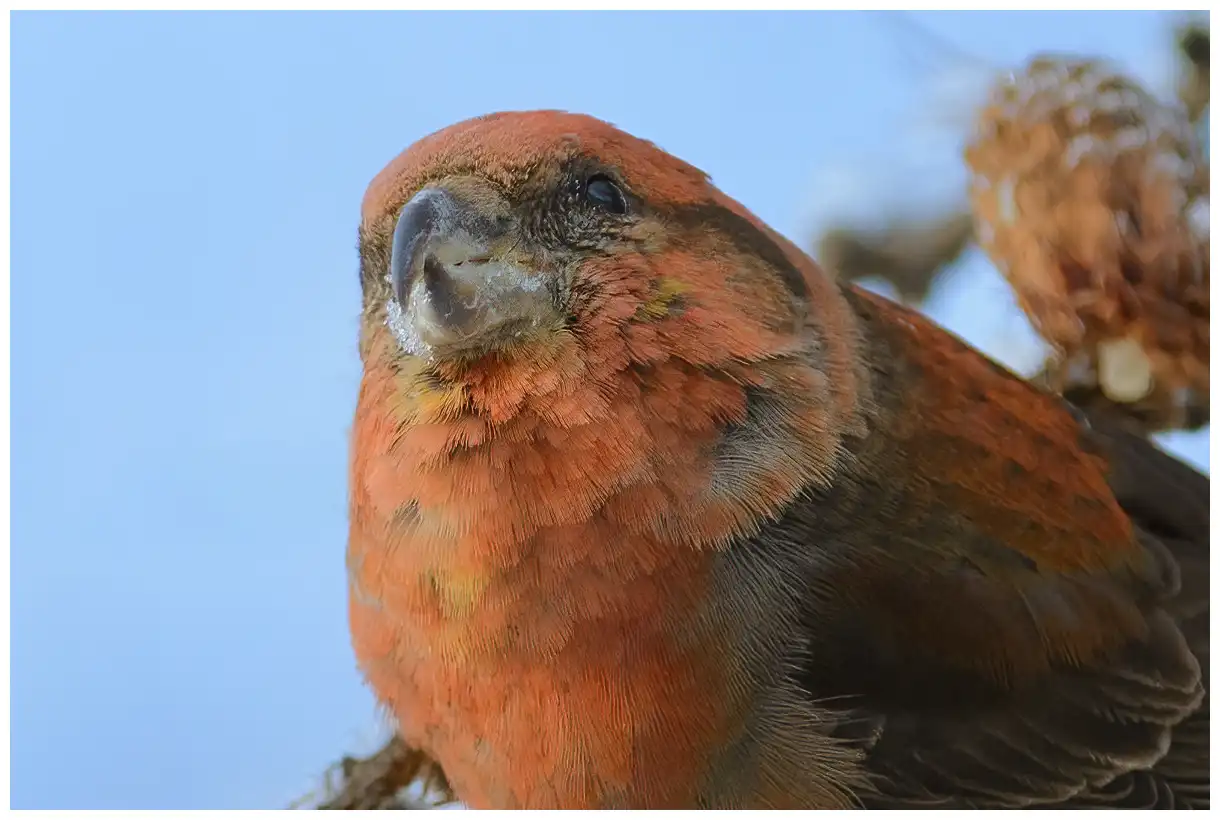 Red crossbill