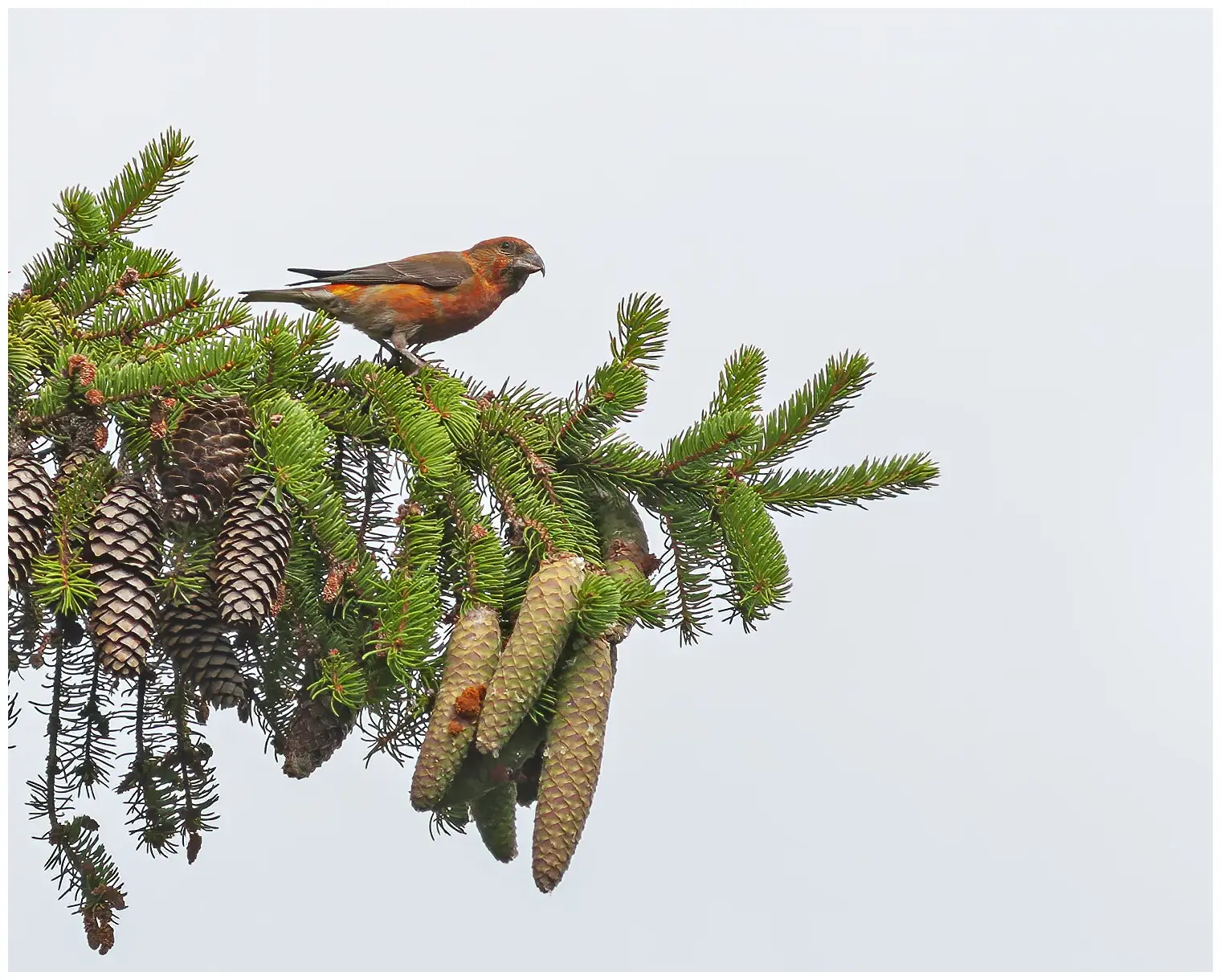 Red crossbill