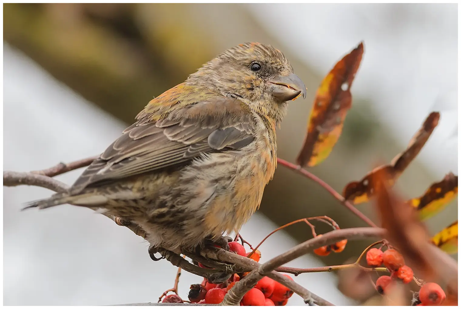 Red crossbill