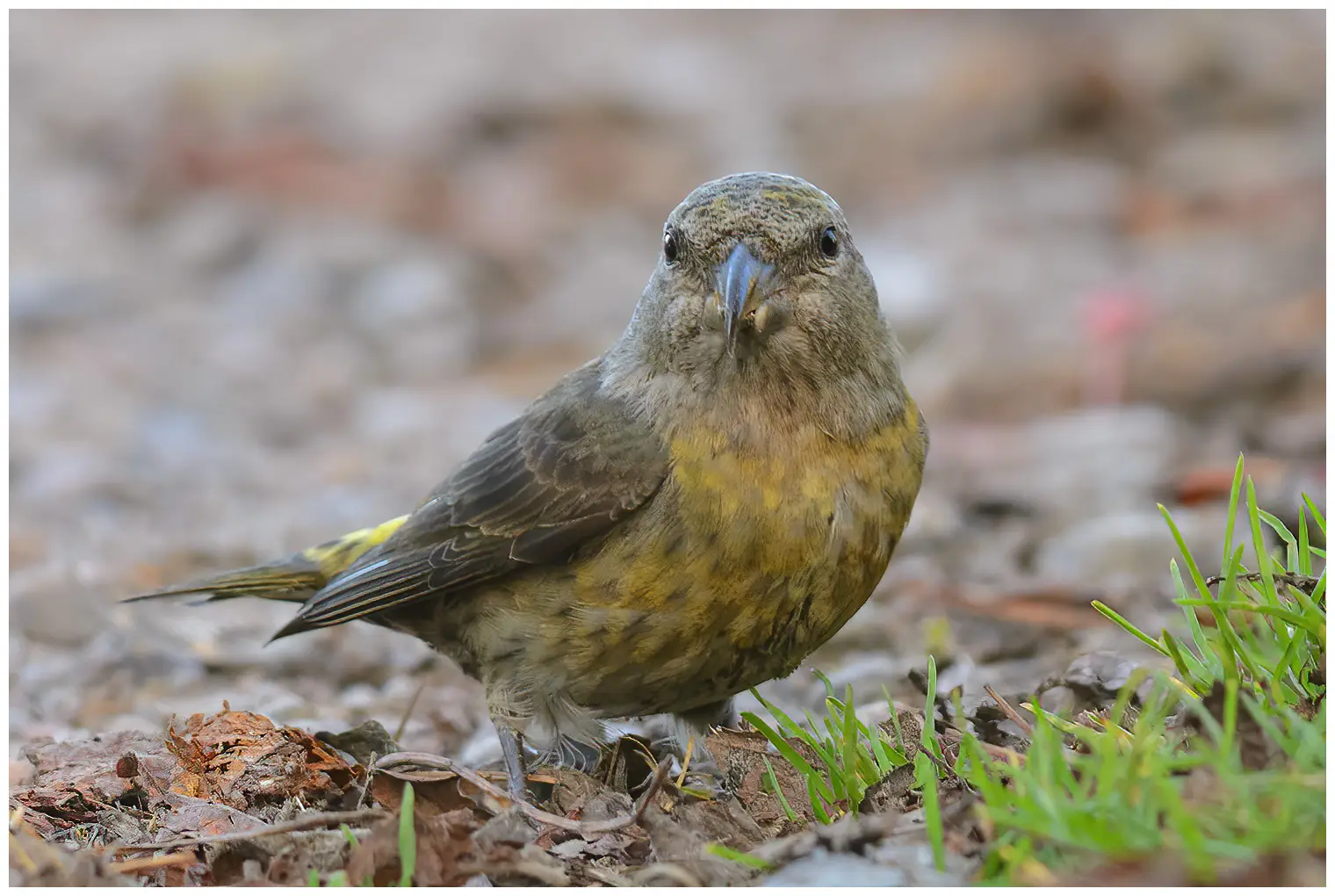 Red crossbill