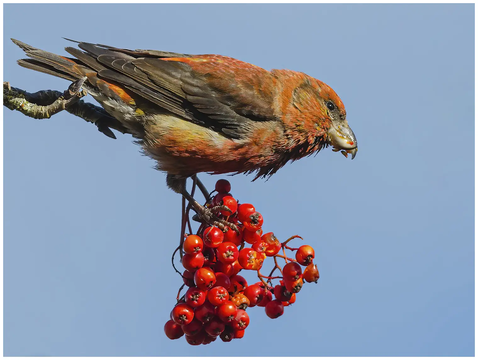 Red crossbill