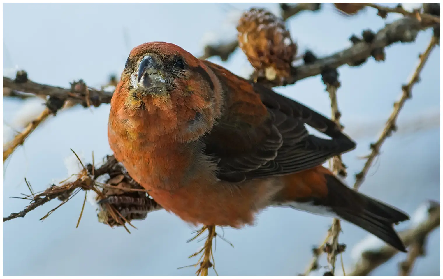 Red crossbill