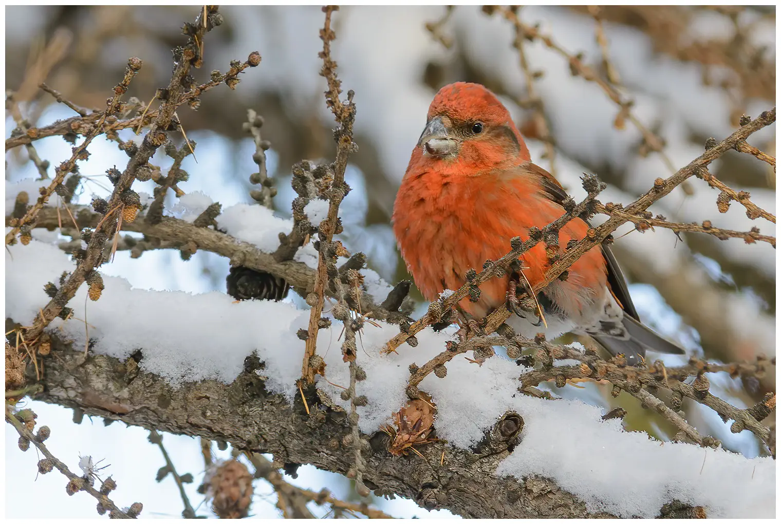 Red crossbill