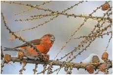 Red crossbill