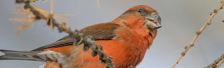 Red crossbill. Is eating seeds from a cone. Has a characteristic, strong beak, the tips of which cross each other.