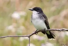Eastern kingbird