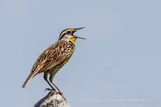 Eastern meadowlark