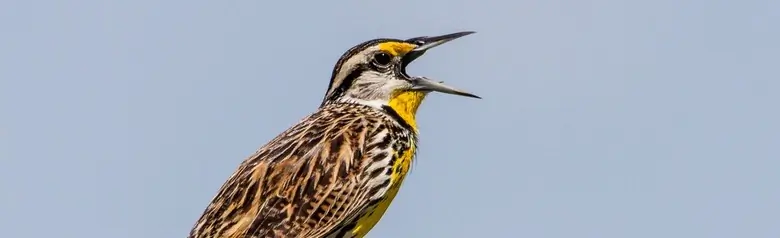 Eastern meadowlark