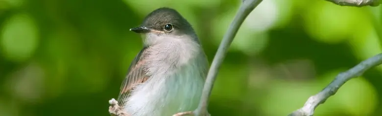 Eastern phoebe