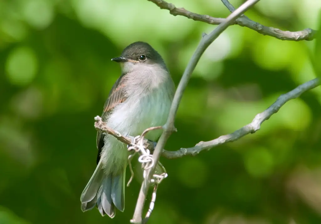 Eastern phoebe