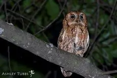 Eastern screech owl