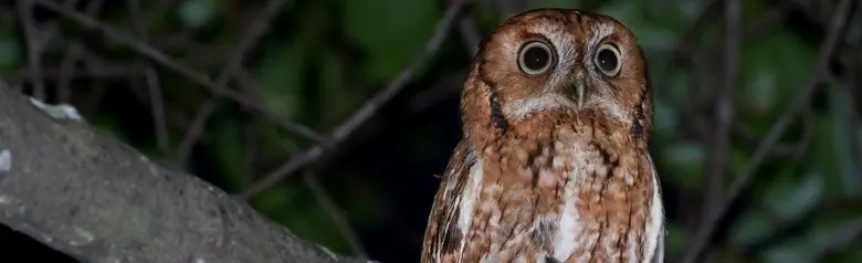 Eastern screech owl