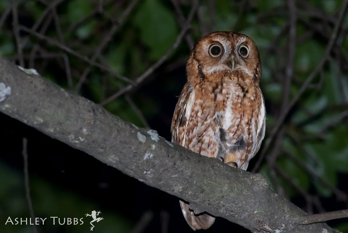 Eastern screech owl