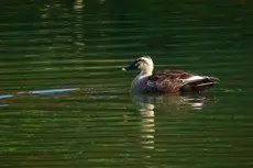 Eastern spot-billed duck