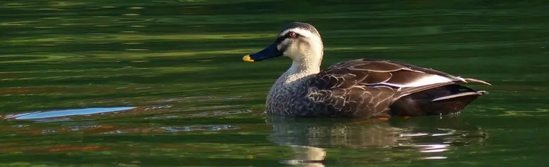 Eastern spot-billed duck