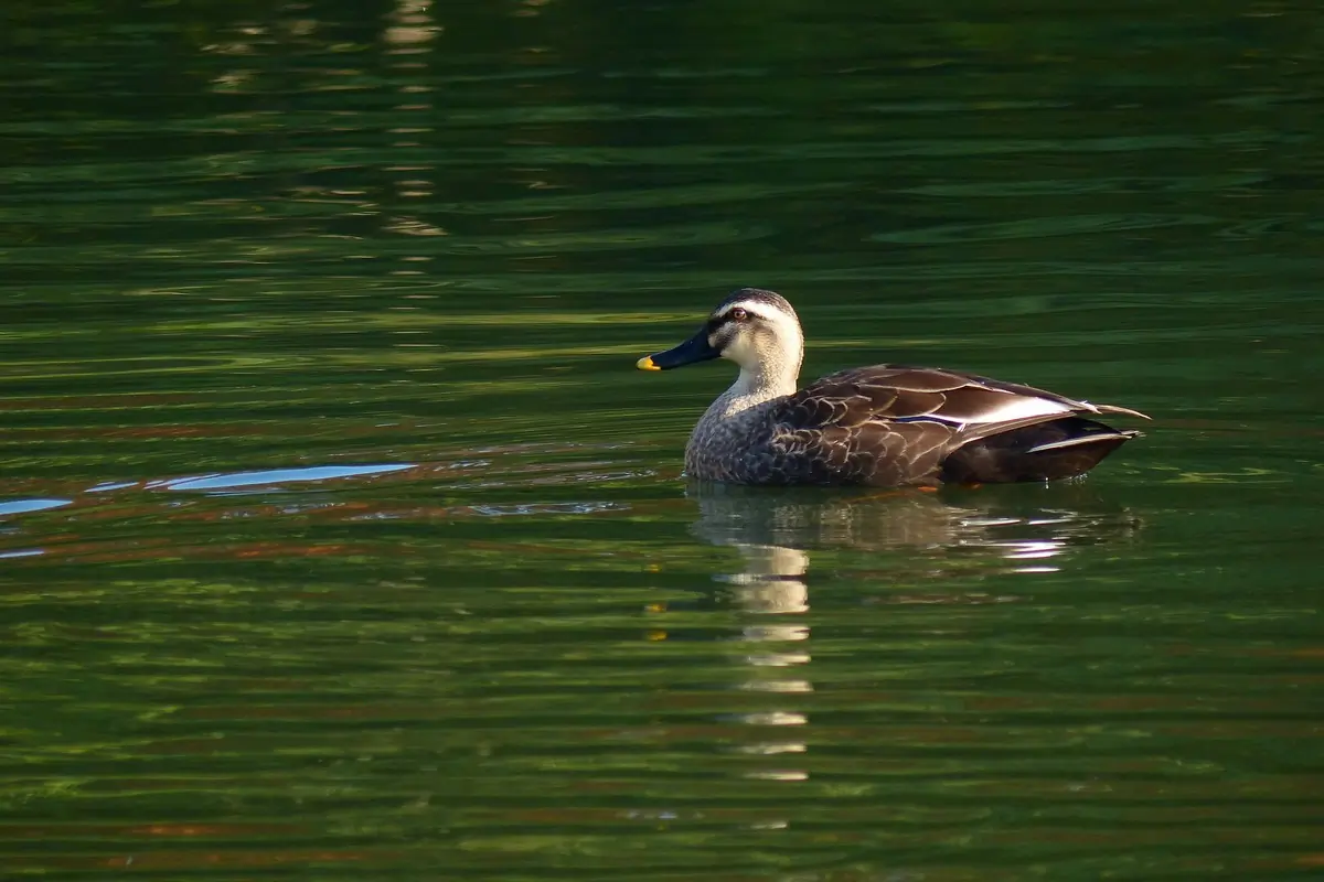 Eastern spot-billed duck