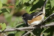 Eastern towhee
