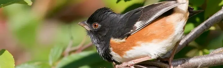 Eastern towhee