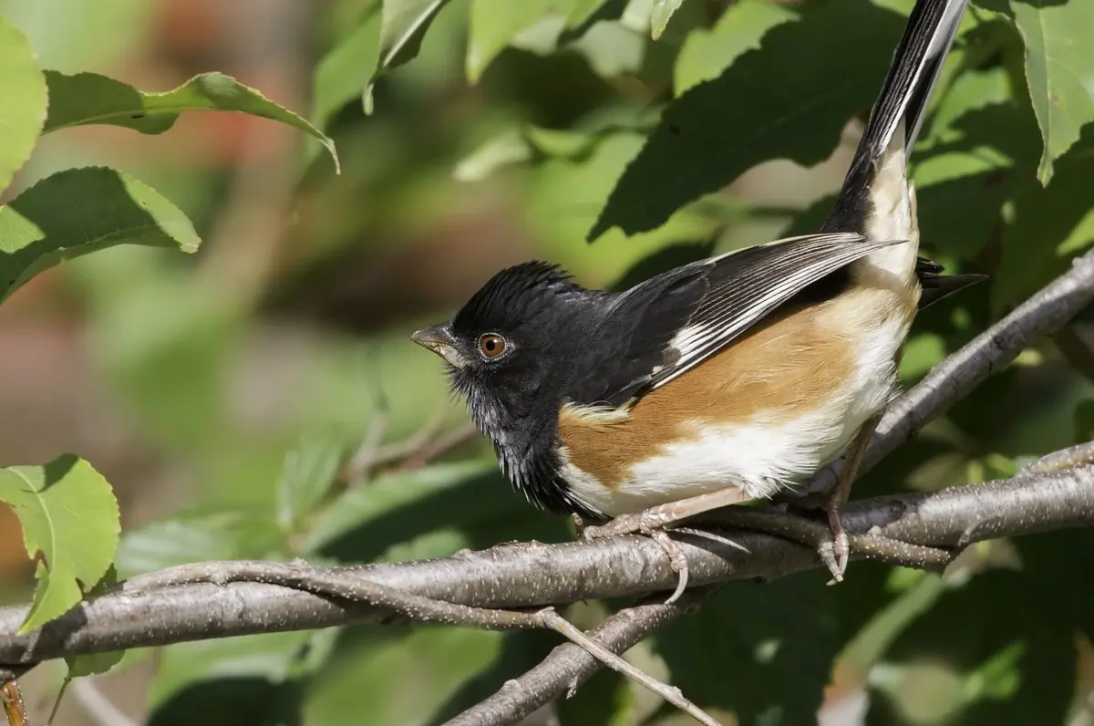 Eastern towhee