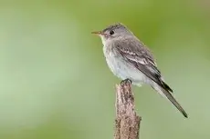 Eastern wood pewee