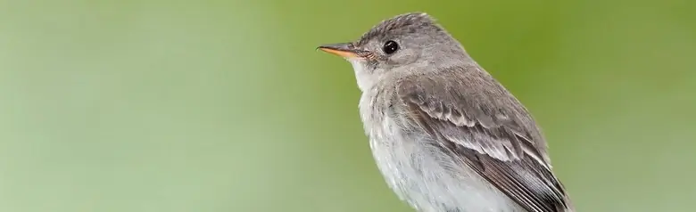 Eastern wood pewee