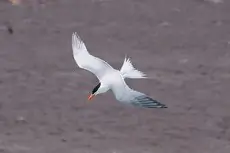 Elegant tern