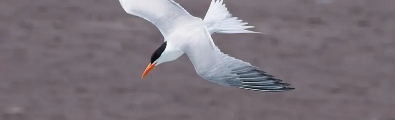 Elegant tern
