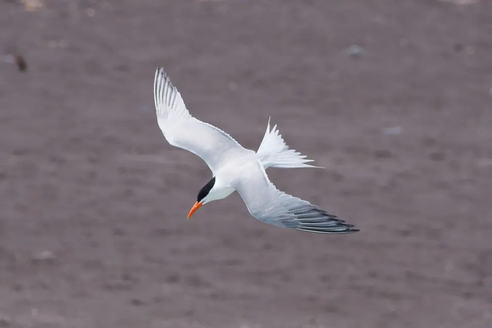 Elegant tern