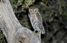 Elf owl