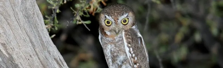 Elf owl