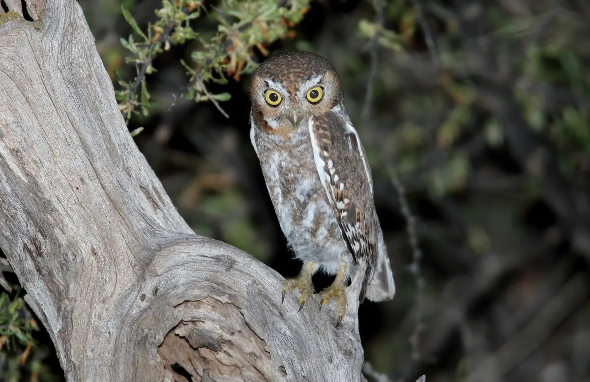 Elf owl