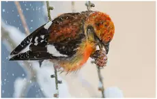 White-winged crossbill