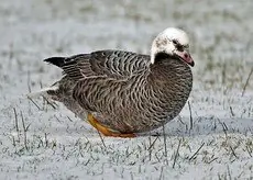Emperor goose