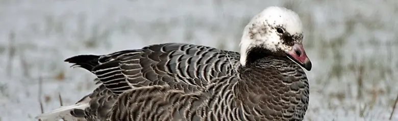 Emperor goose
