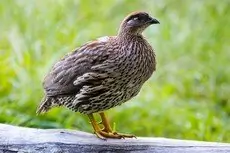Erckel's francolin