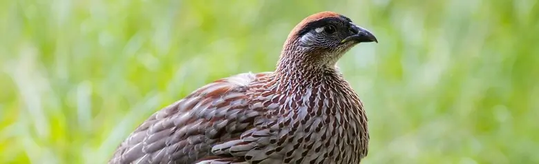 Erckel's francolin