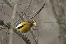 Evening grosbeak
