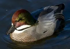 Falcated duck