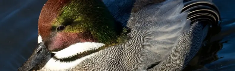 Falcated duck