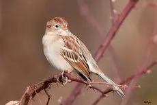 Field sparrow