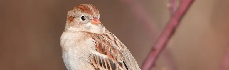 Field sparrow