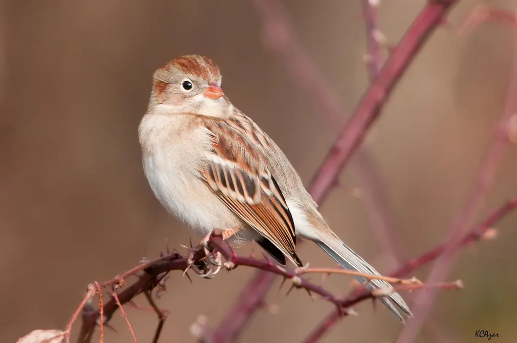 Field sparrow