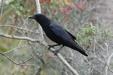 Fish crow