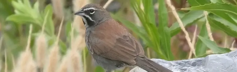 Five-striped sparrow