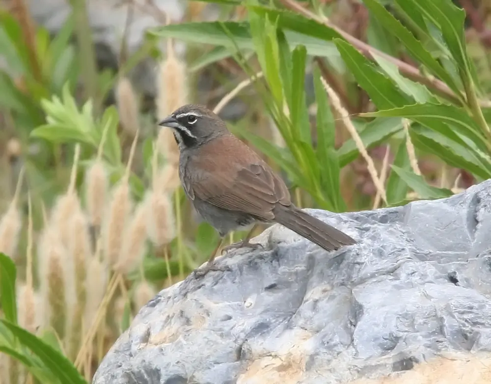 Five-striped sparrow
