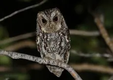 Flammulated owl