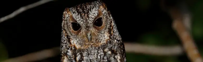 Flammulated owl