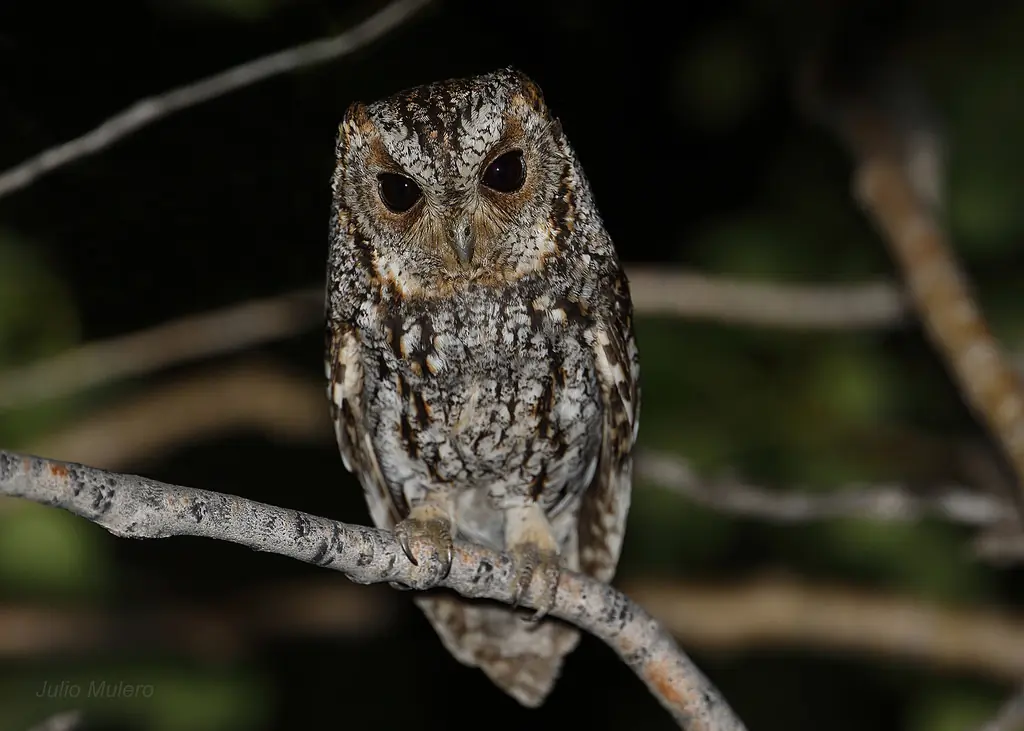 Flammulated owl