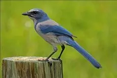 Florida scrub jay